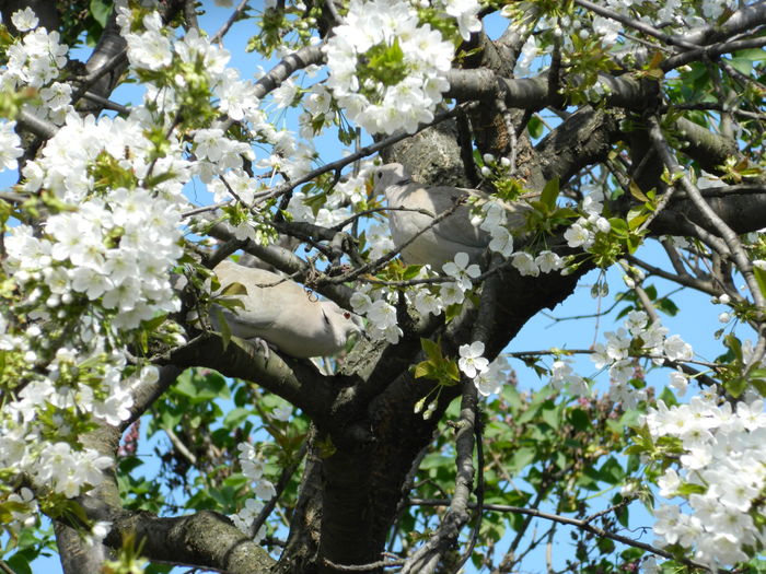 DSCN4067 - 2016 APRILIE
