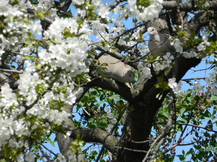 DSCN4068 - 2016 APRILIE