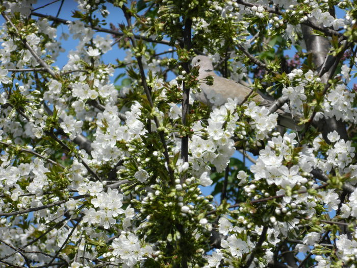 DSCN4070 - 2016 APRILIE