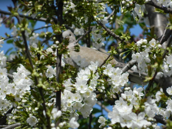 DSCN4072 - 2016 APRILIE