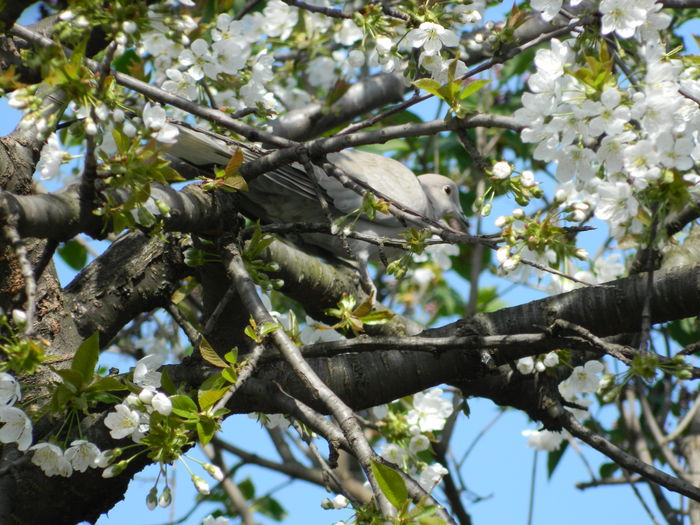 DSCN4073 - 2016 APRILIE