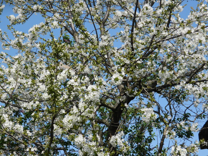 DSCN4074 - 2016 APRILIE