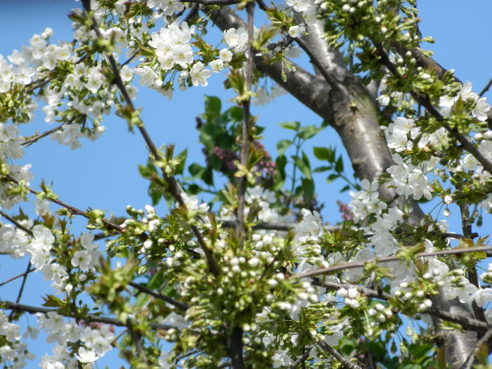 DSCN4076 - 2016 APRILIE