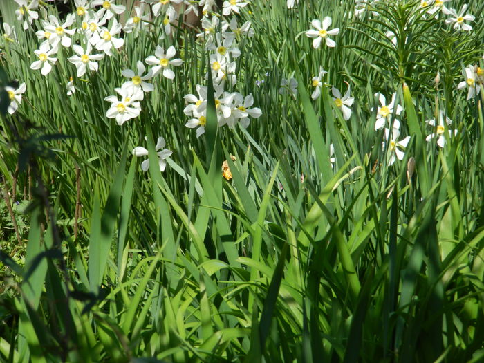 DSCN4081 - 2016 APRILIE