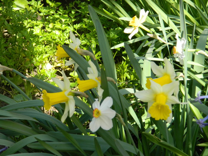 DSCN4082 - 2016 APRILIE