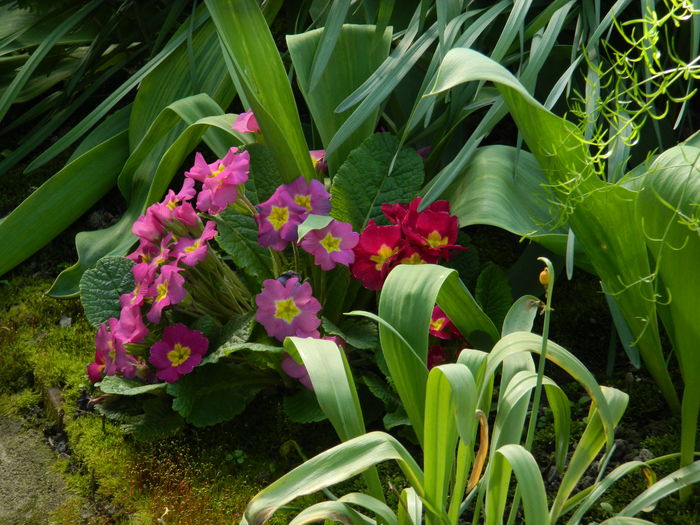 DSCN4099 - 2016 APRILIE