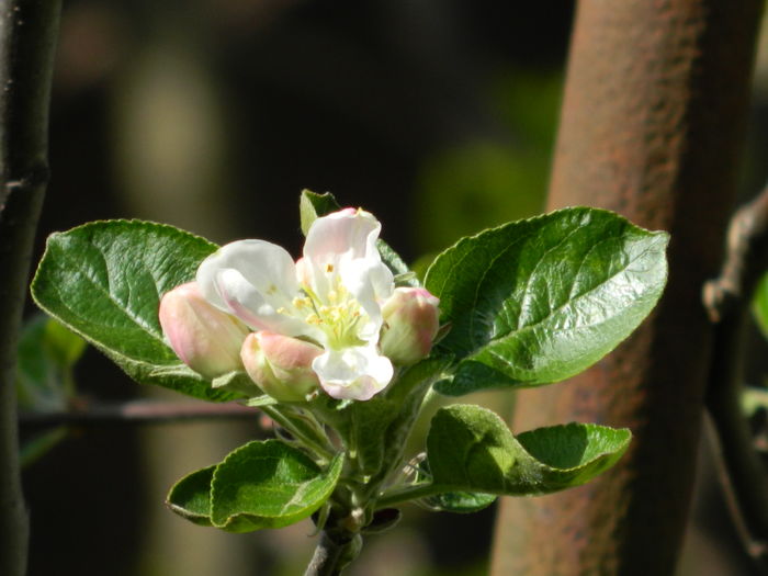 DSCN4100 - 2016 APRILIE