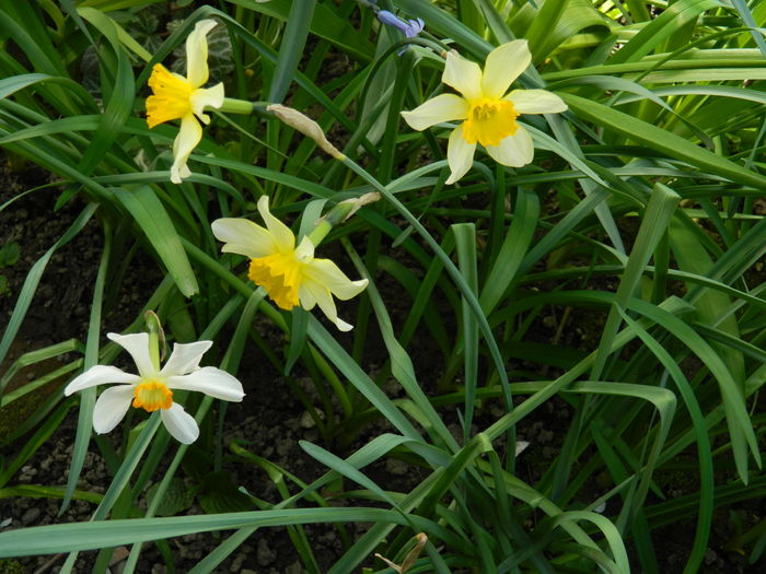 DSCN4102 - 2016 APRILIE