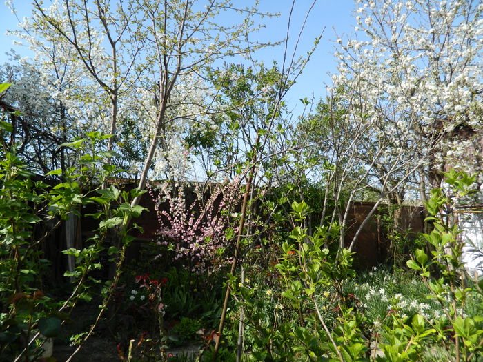 DSCN4113 - 2016 APRILIE