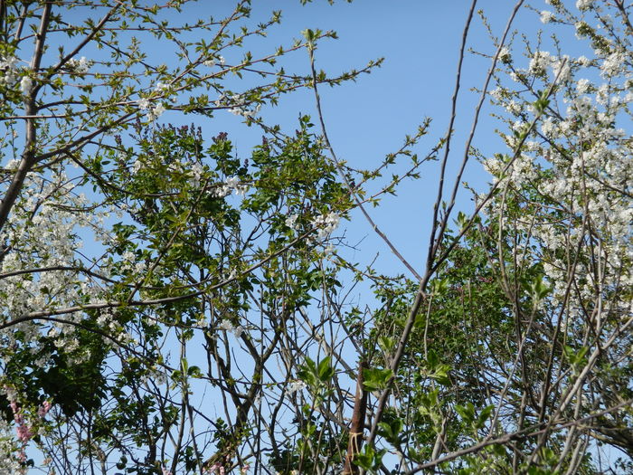 DSCN4116 - 2016 APRILIE