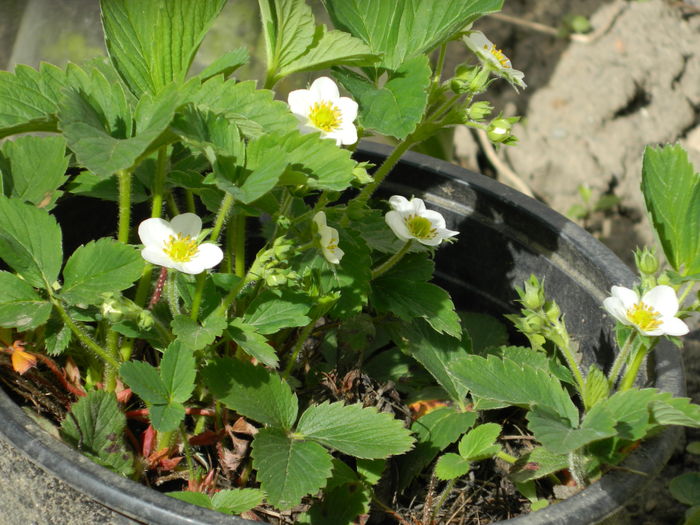 DSCN4124 - 2016 APRILIE