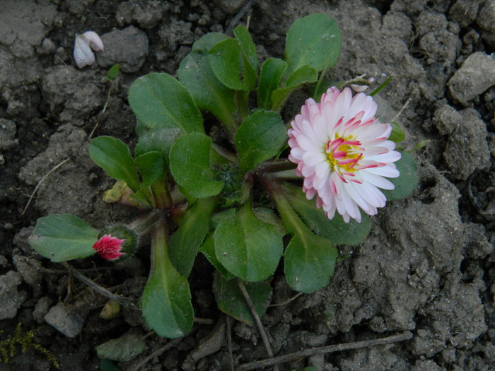 DSCN4129 - 2016 APRILIE