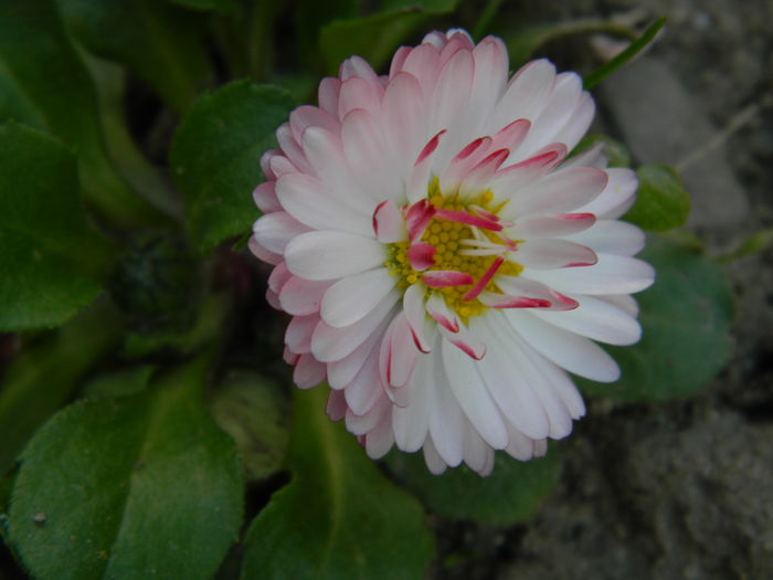 DSCN4130 - 2016 APRILIE