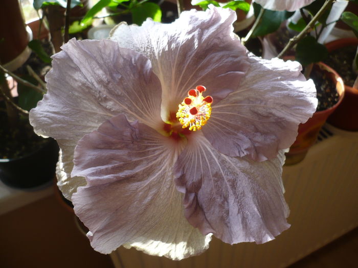 04.04.2016 - HIBISCUSI 2016-1