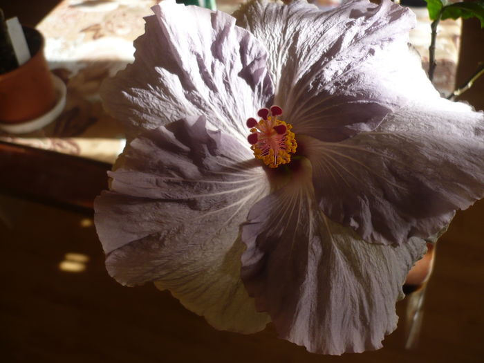 Tylene - HIBISCUSI 2016-1