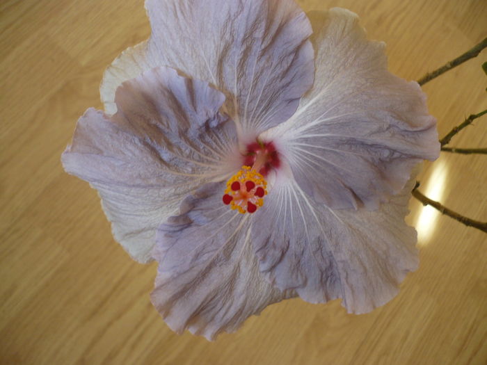 P1250612 - HIBISCUSI 2016-1