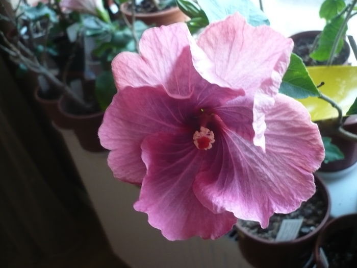 P1250608 - HIBISCUSI 2016-1