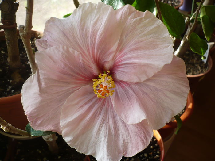 P1250613 - HIBISCUSI 2016-1