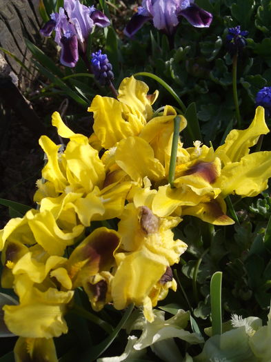 irisi - Primavara 2016