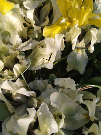 irisi albi si galbeni - Primavara 2016