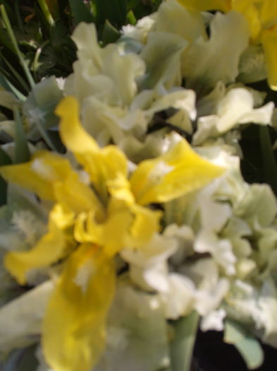 irisi - Primavara 2016