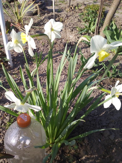 narcise - Primavara 2016