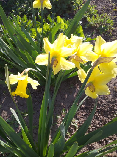 narcise - Primavara 2016