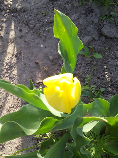 lalea - Primavara 2016