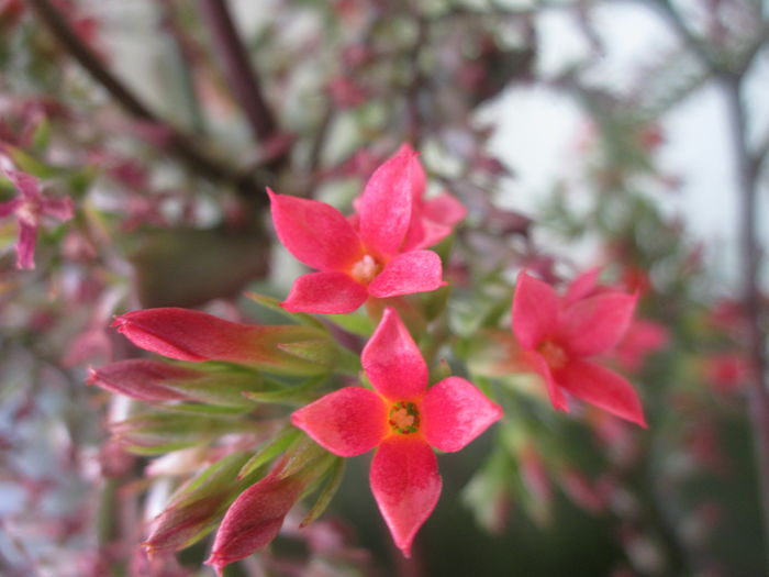 IMG_4169 - Kalanchoe