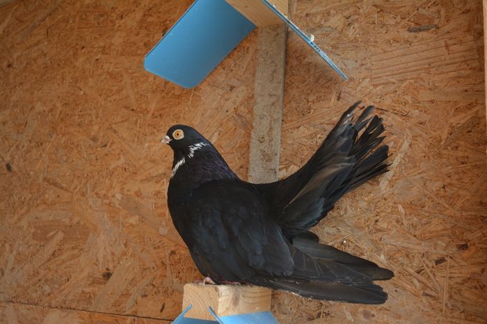 mascul 2015; produs propriu.
