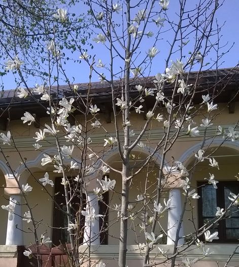 Magnolia stellata - Plante de gradina