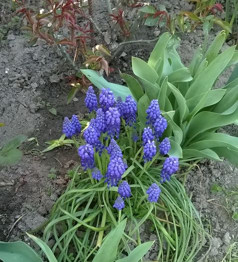 Muscari - Plante de gradina