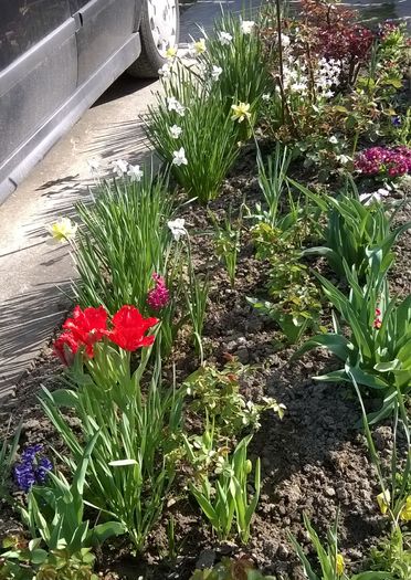 WP_20160403_006mod - Plante de gradina