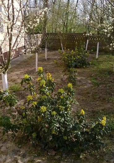 Mahonia - Plante de gradina