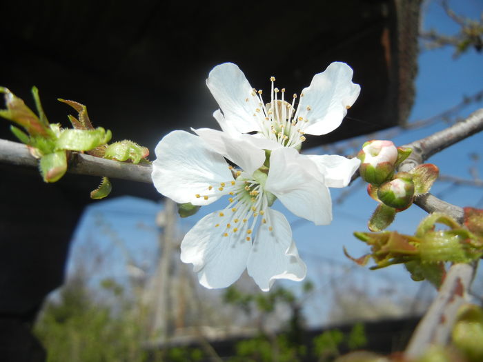 Cherry Blossom. Flori Cires (16, Mar.30) - Cherry Tree_Cires Rubin