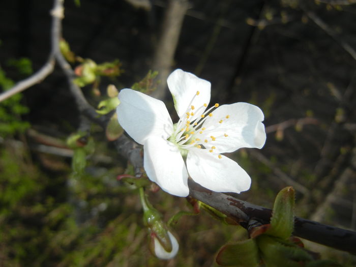 Cherry Blossom. Flori Cires (16, Mar.30) - Cherry Tree_Cires Rubin