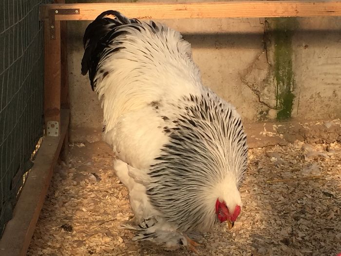 image - Matca HD 2016