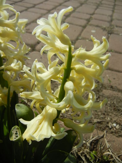 Hyacinth Yellow Queen (2016, March 30)