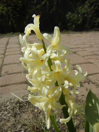 Hyacinth Yellow Queen (2016, March 30)