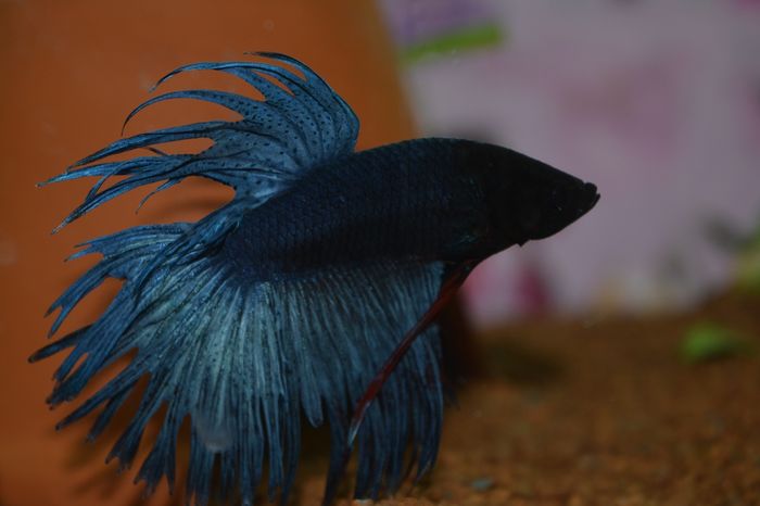 mascul Betta Splendens - 6 - Diverse
