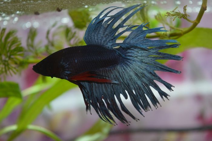 mascul construind cuibul - 6 - Diverse