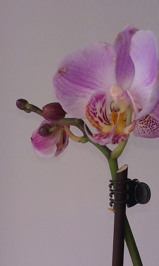 IMAG2732 - Martie 2016