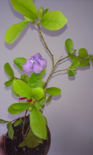 IMAG2689 - Martie 2016