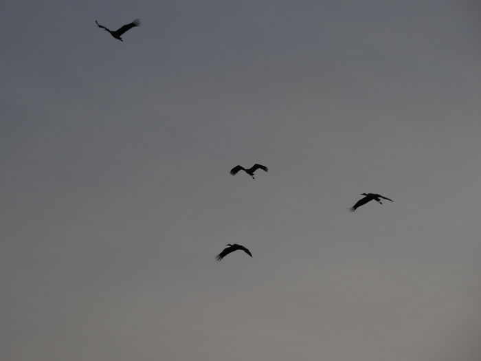 DSC05645 - Pasari salbatice 2016