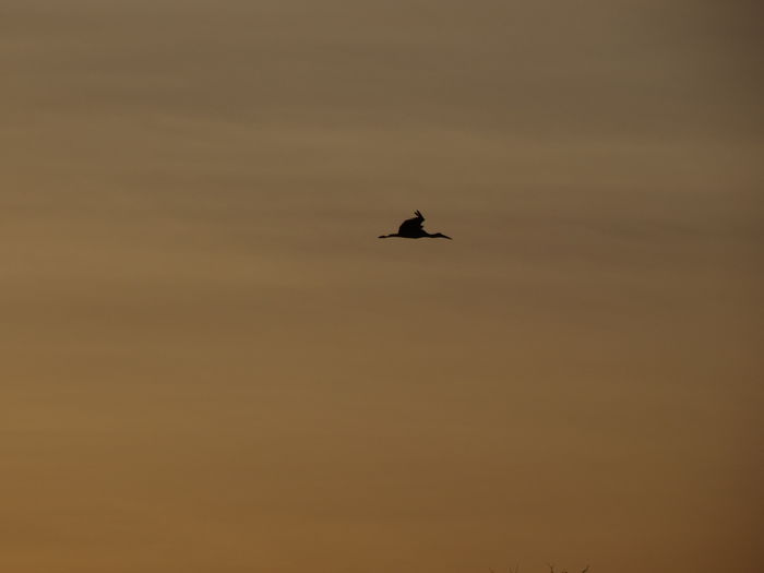 DSC05641 - Pasari salbatice 2016