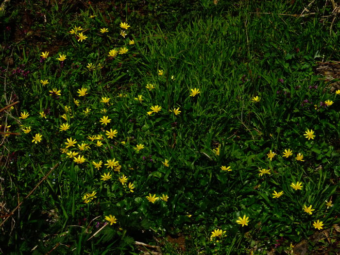 DSC05696