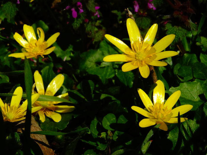 DSC05695