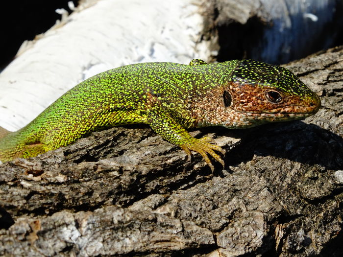 DSC05724 - De prin natura 2016