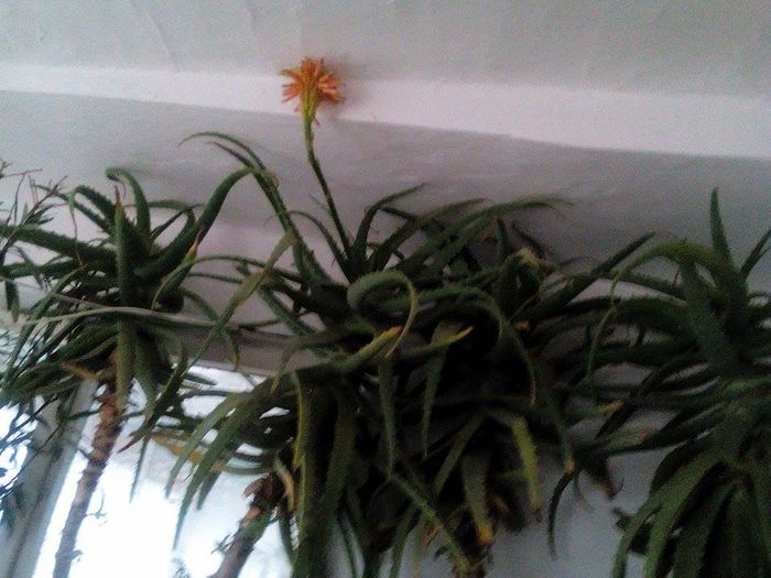 Aloe cu floare - Aloe Vera