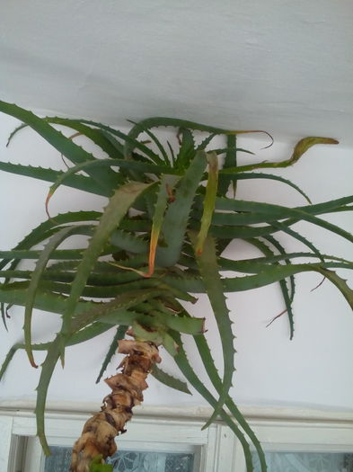 Aloe cu boboc - Aloe Vera
